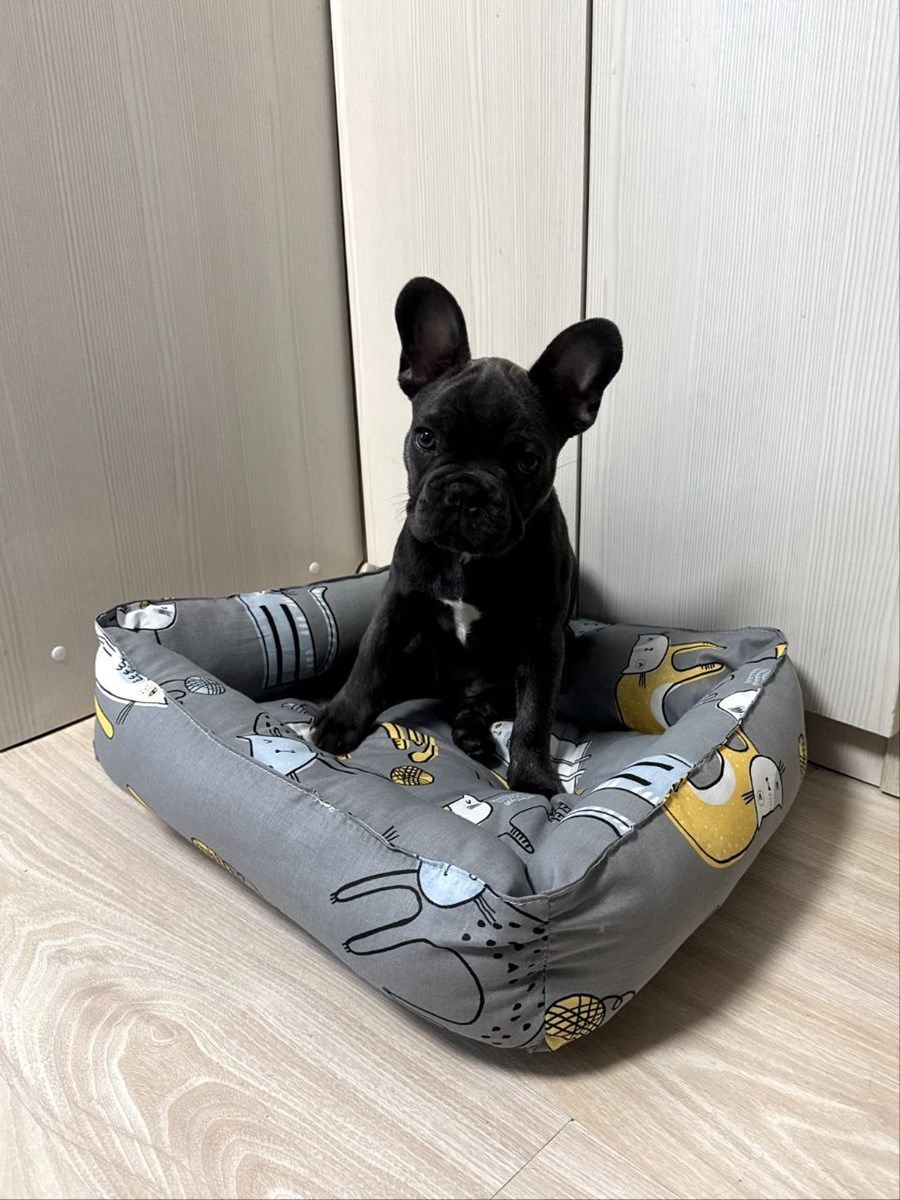 снимок Лежак для кошек и собак "серый кот" от магазина BIO-TEXTILES ОПТ